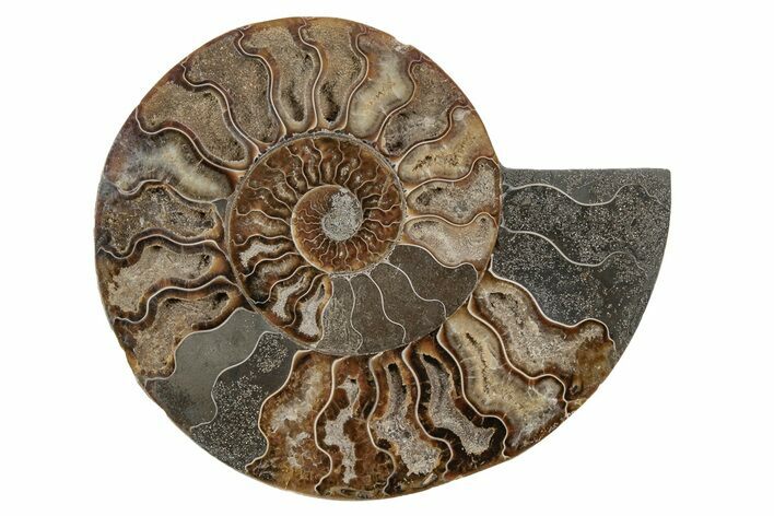 Cut & Polished Ammonite Fossil (Half) - Madagascar #212956